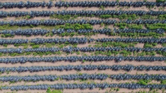 4K AGAVE CENITAL DRON