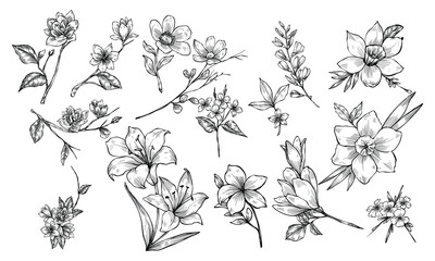 plant and flower handdrawn illustration engraving