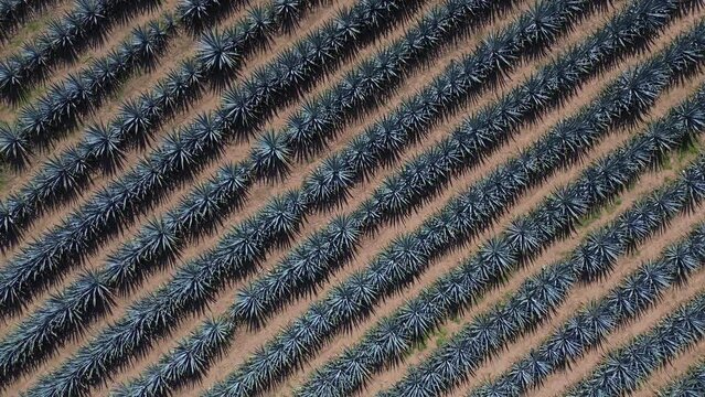 4K AGAVE MAGUEY TEQUILA