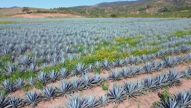 4K AGAVE TEQUILA.