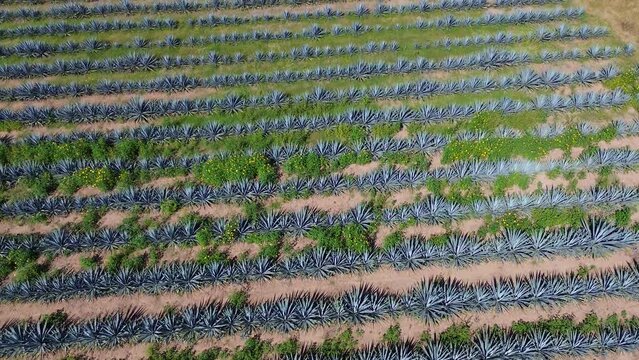 4K AGAVES