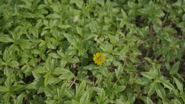 4K AVISPA POLINIZANDO