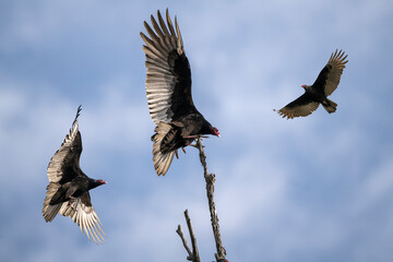 Turkey Vultures play an important role in cleaning up the remains of animals.