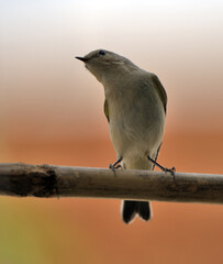 common chiffchaff 