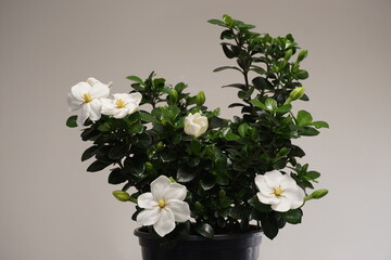 gardenia with white flowers in a pot 