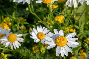  Flowers of field daisies close-up. The white petals and yellow heart is a field chamomile on a summer day. Flowers of field daisies, top view.