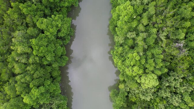 The view from the top of the mangrove forest river