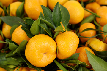 Fresh mandarins with green leaves as background
