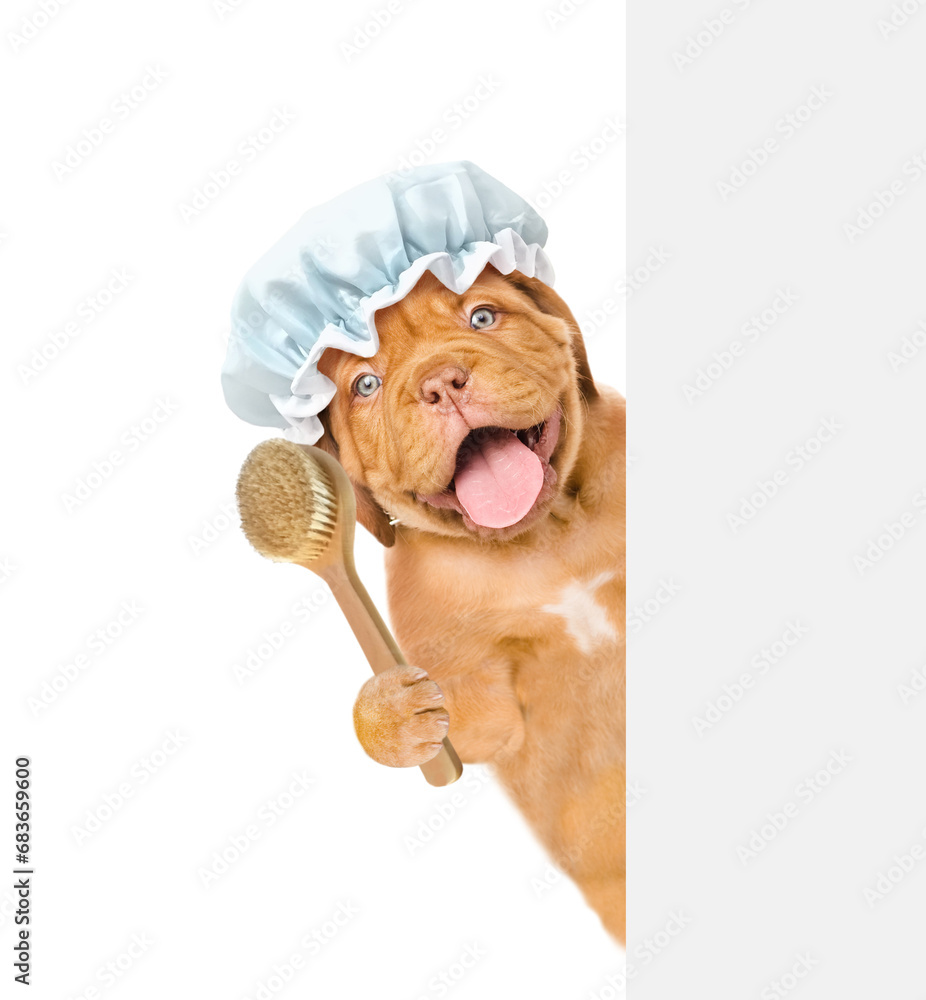 Poster mastiff puppy wearing shower cap holds shower brush and looks from behind empty white banner. isolat