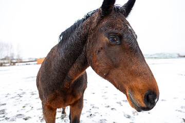 Intimate Portrait of a Horse in a Snowy Paddock during Winter