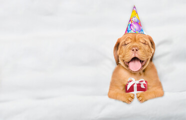 yawning Mastiff puppy wearing birthday cap sleeps with gift box under white warm blanket on a bed...