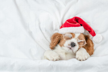 Cozy Cavalier King Charles Spaniel puppy wearing red santa hat sleeps under white blanket  on a bed at home. Top down view. Empty space for text