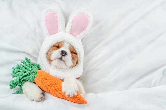 Cavalier King Charles Spaniel puppy wearing easter rabbits ears sleeps with knitted carrot on a bed under warm white blanket at home. Empty space for text