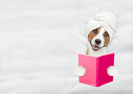 jack russell terrier puppy with towel on it head reads a book on a bed at home before bedtime. Empty space for text