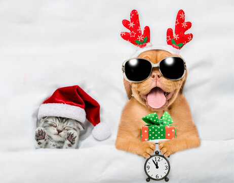 Happy mastiff puppy dressed like santa claus reindeer  Rudolf holding gift box and alarm clock and lying with cozy kitten under white blanket at home. Top down view