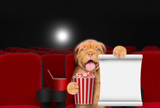 Happy Mastiff puppy holding basket of popcorn shows empty list and watching a movie in the cinema