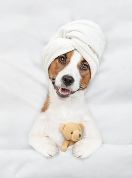 Funny jack russell terrier puppy with towel on it head lying on a bed at home and hugging toy bear before bedtime. Top down view