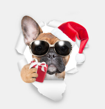 Ffrench bulldog puppy wearing sunglasses and red santa hat looking through a hole in white paper and holding gift box