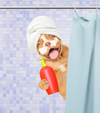 Happy mastiff puppy with towel on it head and with cream on it face peeking out from behind the shower curtain in the bathroom at home an holds bottle of fleas shampoo