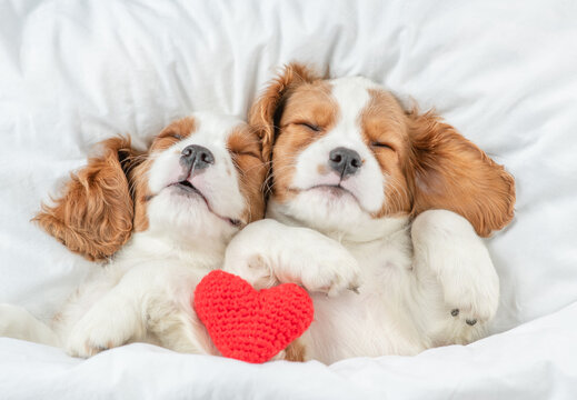 Two cozy Cavalier King Charles Spaniel puppies sleep together with red heart on a bed at home. Top down view