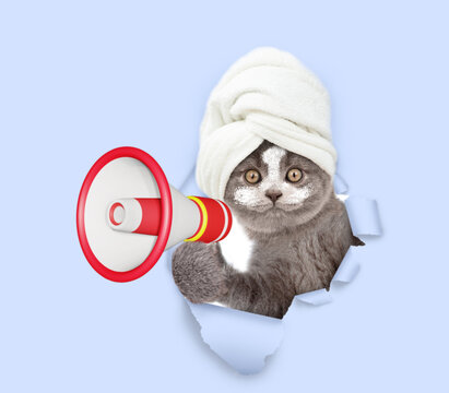  Serious cat puppy with towel on it head and with cream on it face holds the megaphone and looks through a hole in white paper