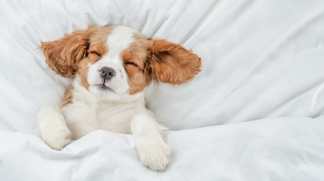 Cozy eared Cavalier King Charles Spaniel puppy sleeps on a bed at home. Top down view. Empty space for text
