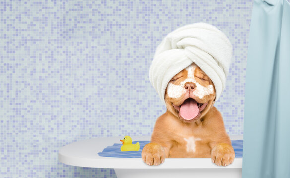 Happy Mastiff puppy with towel on it head and with cream on it face takes the bath. Empty space for text