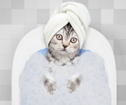 Cute kitten with towel on it head takes the bath with foam at home. Top down view
