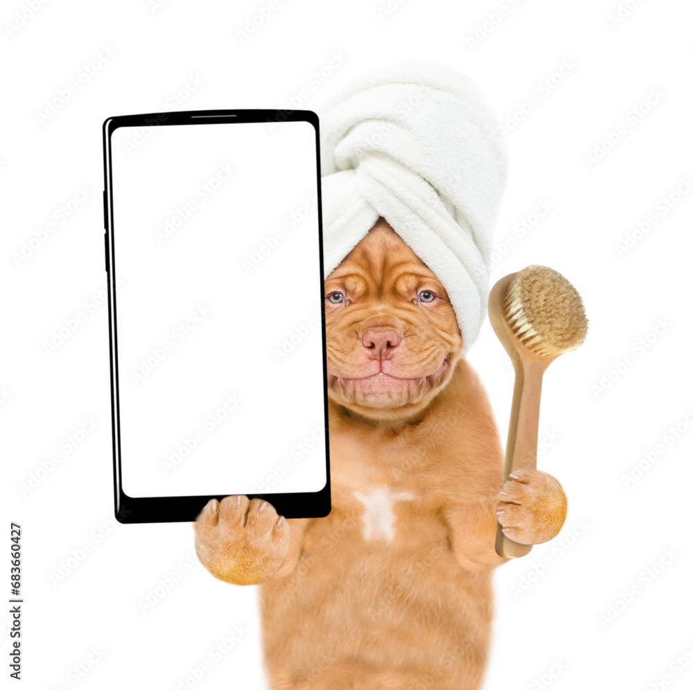 Poster mastiff puppy with towel on it head holds bath brush and big smartphone with white blank screen in i