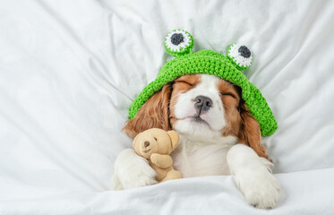 Cute Cavalier King Charles Spaniel puppy wearing funny hat sleeps on a bed at home and hugs toy...