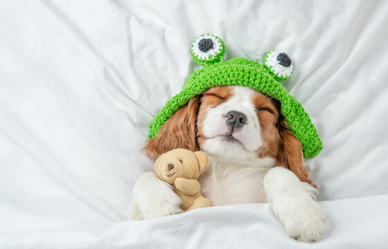 Cute Cavalier King Charles Spaniel puppy wearing funny hat sleeps on a bed at home and hugs toy bear. Top down view. Empty space for text