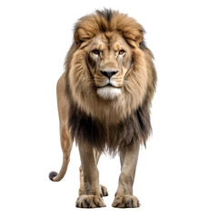 Portrait of a lion full body isolated on transparent background cutout, PNG file.