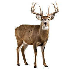 Portrait of a deer full body isolated on transparent background cutout, PNG file.