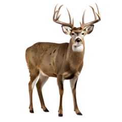 Gordijnen Portrait of a deer full body isolated on transparent background cutout, PNG file. © The Stock Guy