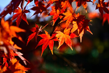 定光寺公園の紅葉