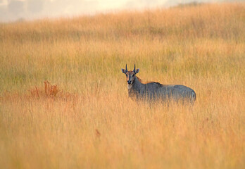 Naklejka premium Blue Bull in the Grassland