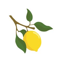 A lemon sprig with lemon fruits in a flat style. Vector illustration highlighted on a white background.