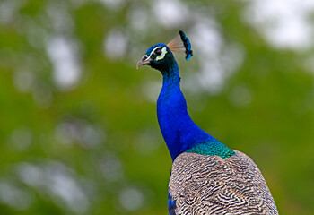 Fototapeta premium peacock with feathers