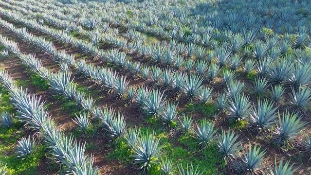 CAMPO DE AGAVES