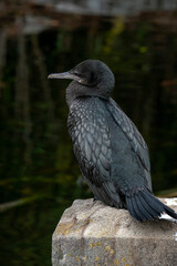 Little black cormorant (phalacrocorax sulcirostris)  standing by  pond 