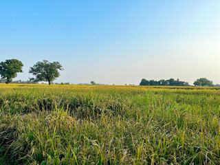 rice field in the summer, rice farming in rural India