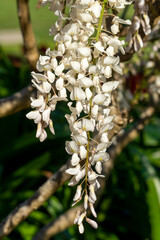 White flowers of a silky wisteria (w. brachybotrys 'alba'), it is native to Japan