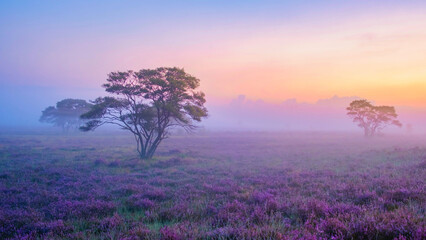 Zuiderheide National Park Veluwe, purple pink heather in bloom, blooming heater on the Veluwe by...