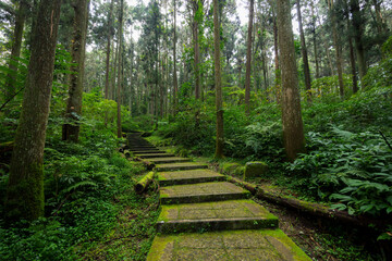 Hiking trail footpath in the forest