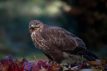 Common Buzzard (Buteo buteo) in an forest covered with colorful leaves. Autumn day in a deep forest in the Netherlands.                                                               
