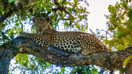 Leopard in Kruger National Park South Africa. leopard or panther closeup with eye contact during wildlife safari Game Drive at forest bush © Chirapriya