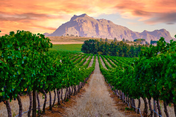 Vineyard landscape at sunset with mountains in Stellenbosch near Cape Town South Africa. wine grapes on the vine in the vineyard Western Cape South Africa Stellenbosch mountains - obrazy, fototapety, plakaty