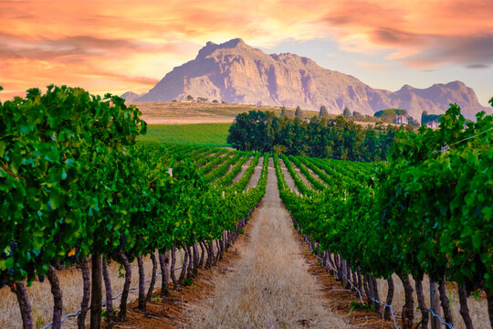 Vineyard landscape at sunset with mountains in Stellenbosch near Cape Town South Africa. wine grapes on the vine in the vineyard Western Cape South Africa Stellenbosch mountains