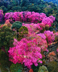 Pink Sakura Cherry Blossom trees in the mountains of Chiang Mai Thailand, Khun Chan Khian Thailand at Doi Suthep, Aerial view of pink cherry blossom trees on the mountains Chiang Mai in Thailand 