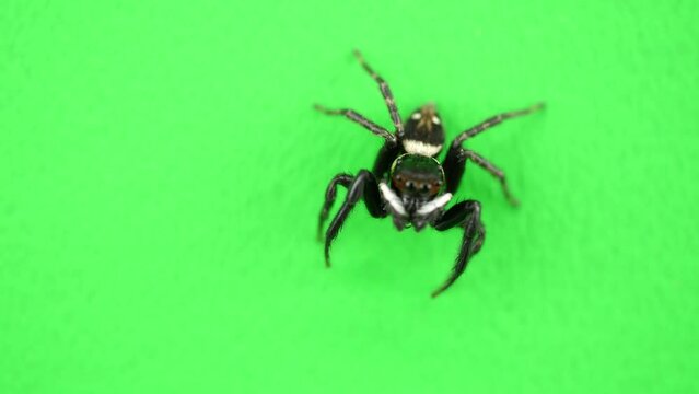 カメラのほうへジャンプするハエトリグモ